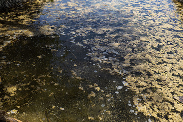 Close-up of algae formed in the lake, fresh water algae,