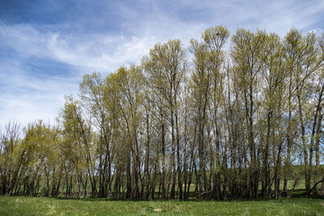 poplar trees damaged by drought and negligence, 
