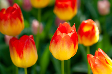 Fototapeta premium Beautiful yellow and red tulip flowers on a flowerbed on a sunny day of the spring season