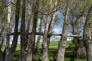 Fototapeta premium poplar trees damaged by drought and negligence, 