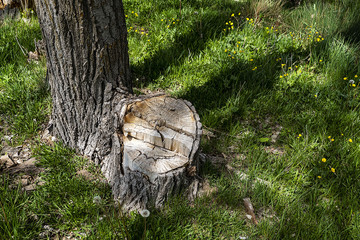 poplar trees damaged by drought and negligence, dried poplar trees,