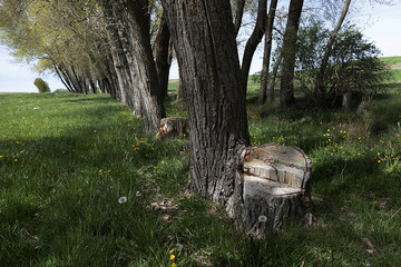 poplar trees damaged by drought and negligence, dried poplar trees,