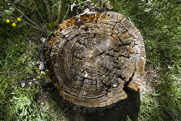 poplar trees damaged by drought and negligence, dried poplar trees,