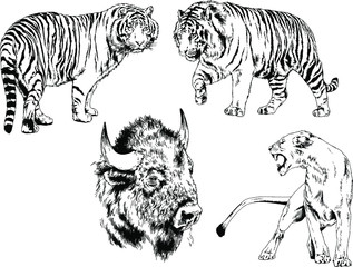 set of vector drawings of various animals, predators and herbivores, hand-drawn sketches, tattoos