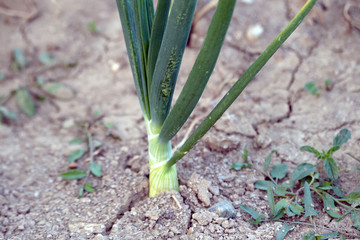 Fototapeta premium green onion planted in the natural garden and ready to eat, natural onion plant,