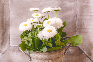 Dekoration mit Gänseblümchen Tausendschön Vintage