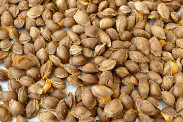 large amount of apricot kernels, pharmaceutical industry and apricot kernel,