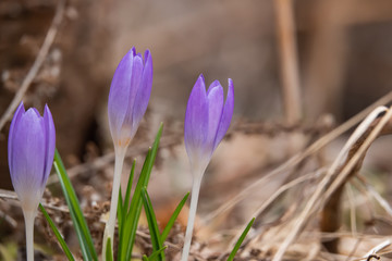 Crocus Flowers Sprouting in Winter