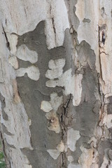 tree bark 5