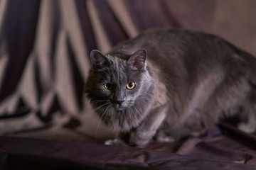 Fototapeta na wymiar the Russian blue nebelung cat portrait