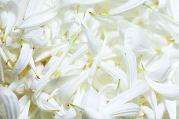 Full frame white petals
