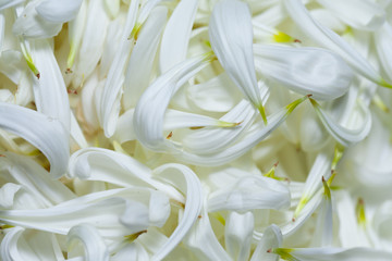 Full frame white petals