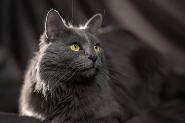 the Russian blue nebelung cat portrait