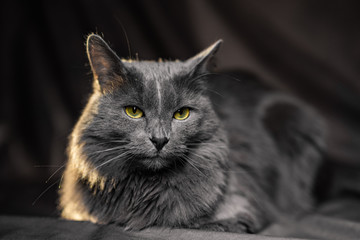 the Russian blue nebelung cat portrait