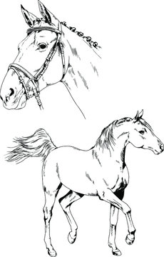 race horse without a harness drawn in ink by hand on background in full length