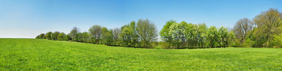 Fototapeta na wymiar Meadow Panorama in Spring with Trees and blue Sky