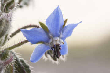 Borago officinalis starflower edible plant with beautiful deep blue flower with pointed stamens in...