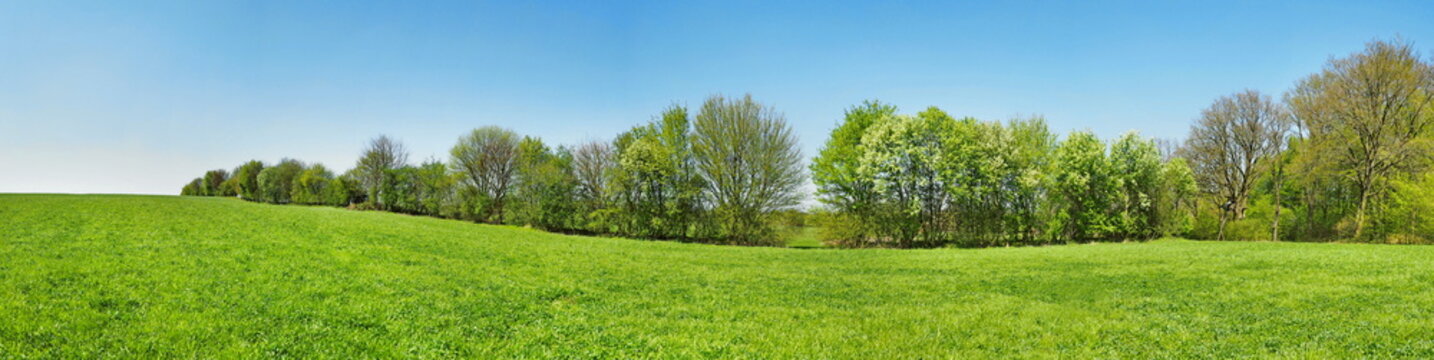 Meadow Panorama in Spring with Trees and blue Sky