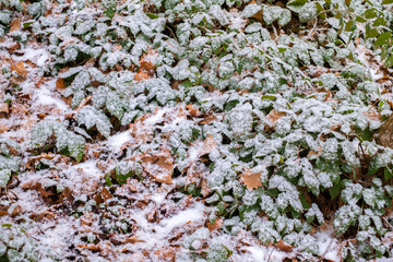 fresh snow falling on leaves in the forest