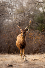 Naklejka na ściany i meble Male Sambar deer or Rusa unicolor head on with long horn or stag with an eye contact at ranthambore national park or tiger reserve, rajasthan, india