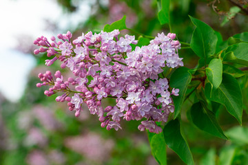 Fresh pink and purple lilac branch closeup, copyspace, selective focus, toned