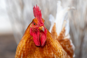 Orange cock closeup on blurred light background_