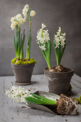 Composition with white hyacinths potted, selective focus