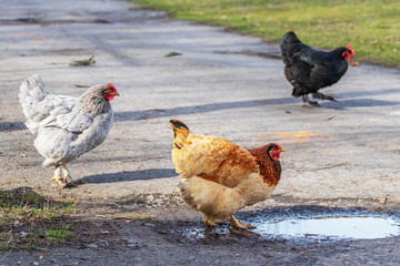 Varied chickens near a puddle on a farm, chickens drink water_