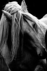 black white wildnis