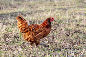Brown chicken in a farm garden, growing chickens_