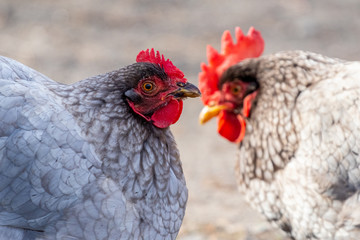 Chicken and rooster close up on blurred background_