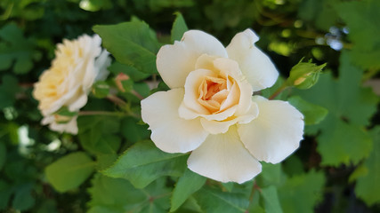 Rose in the garden. Lush petals of delicate white rose flower closeup with blurry green leaves background with defocused rose flower and rosebud. Blooming bush of creamy white rose in garden. Gorgeous