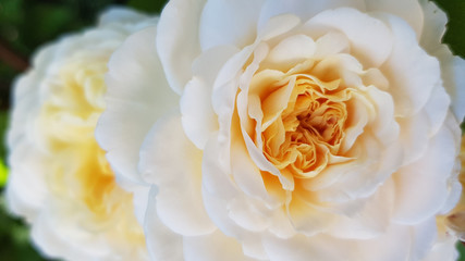 Bouquet of roses. Closeup of lush petals of beautiful white rose flower with yellow center. Blooming bush of creamy white rose on flowerbed. Gorgeous wedding flowers.