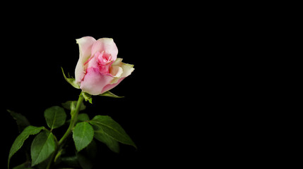 Fototapeta na wymiar Graceful rose