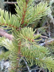 spruce branch