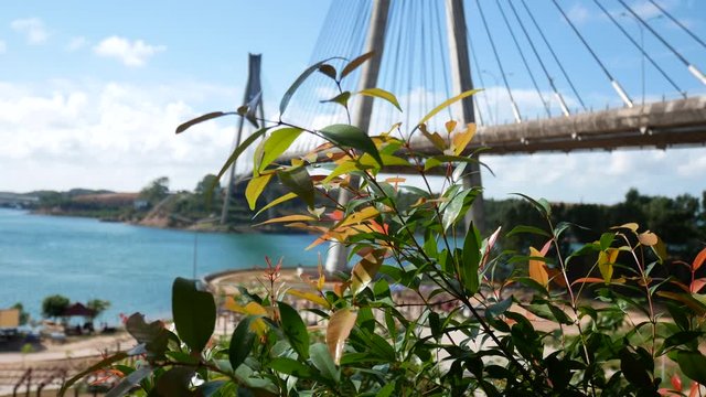 Syzygium paniculatum or also usually the Asian people call the red shoots, the color of the newly emerging leaf buds has a bright red color. Barelang bridge background