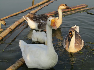 Ducks seek food in the water. beautiful ducks. ducks in water.