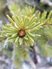 spruce branch