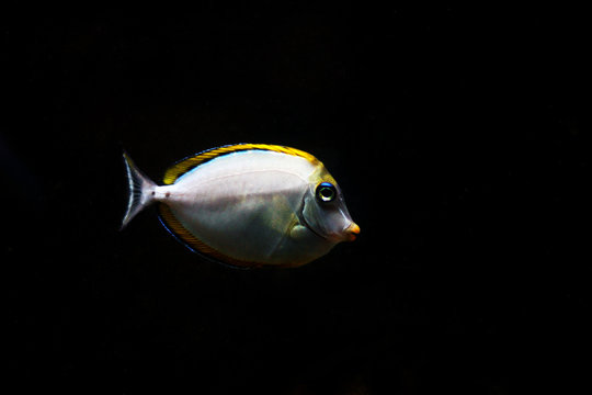 Pacific orange-spine unicornfish - Naso lituratus