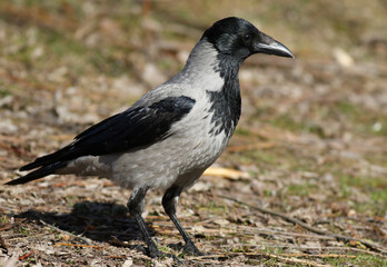 hooded crow