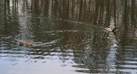Ducks swim in different directions on the lake. Ducks in the water reflecting the sky and the forest.