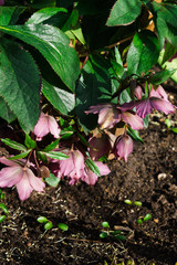 A bush of the first pink flowers of hellebore in the forest in early spring.