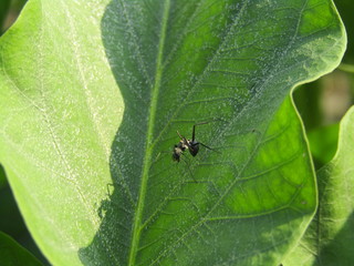 insect on leaf.