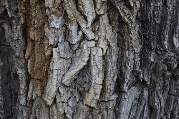 tree bark 8