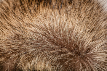 Natural raccoon dog or raccoon fur. Texture. Selective focus