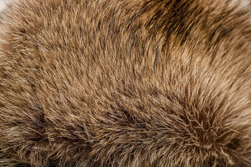 Natural raccoon dog or raccoon fur. Texture. Selective focus