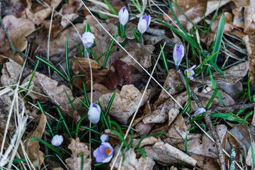 Gently lilac crocuses make their way through last year's foliage in early spring.
