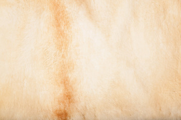 Natural light mink fur. Wildlife texture. Selective focus