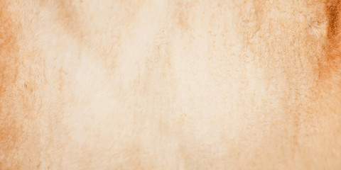Web banner. Natural light mink fur. Wildlife texture. Selective focus