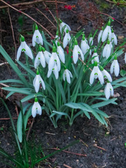 Snowdrops in the forest in the early spring. Wild flowers on the meadow.